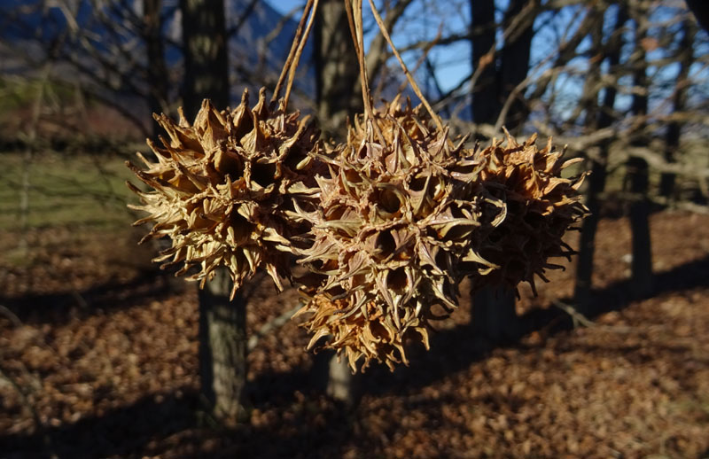 Liquidambar styraciflua - Altingiaceae